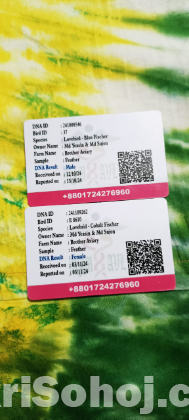 ব্লু ফিসার লাভ বার্ড মাস্টার পেয়ার
